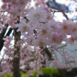 茨木市のお花見スポット
