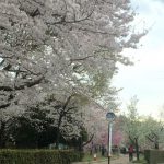 春爛漫。ぷらっと茨木～茨木市、桜の開花状況～